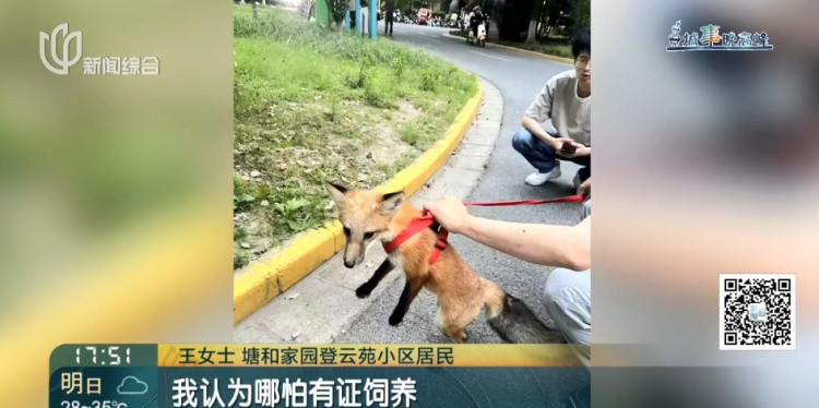 上海一小区惊见异宠！邻居担忧，主人淡定：“我认为它觉得自己是狗”