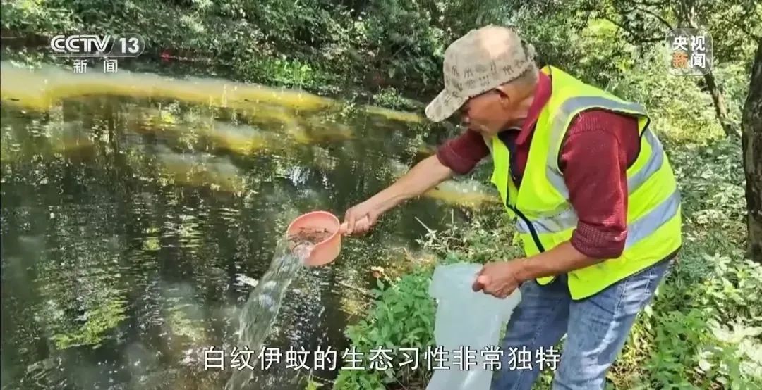 7天新增2892例，广东全省灭蚊中！提醒：室内或藏蚊子“产房”，发现幼虫别倒下水道