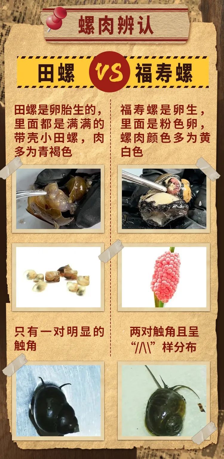 蝌蚪调查组 | 螺蛳粉里吃到了福寿螺怎么办？