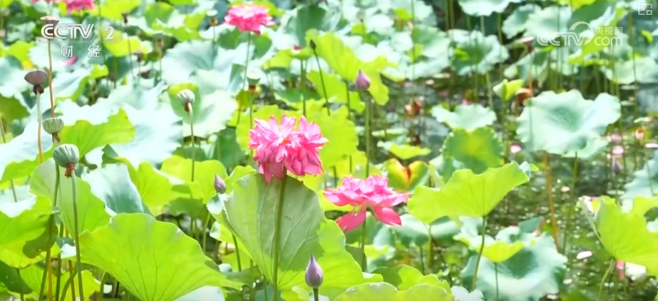 “荷”你一起淘“荷”趣 借助荷花夏日“经济账”看“荷经济”潜力 “荷”你一起淘“荷”趣 借助荷花夏日“经济账”看“荷经济”潜力