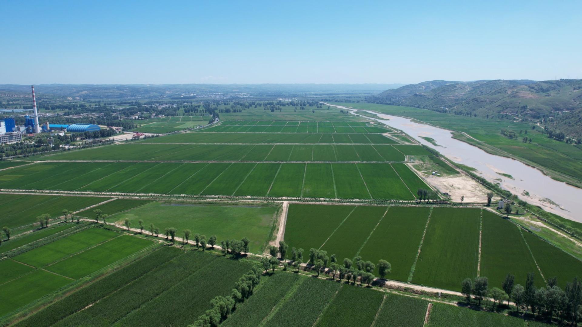 陕西榆林:盐碱地上稻浪滚 荒滩变成“聚宝盆” 陕西榆林:盐碱地上稻浪滚 荒滩变成“聚宝盆”
