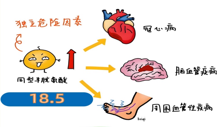 叶酸不是孕妇专属
