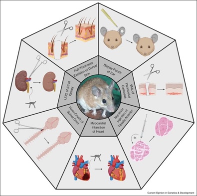 兔子耳朵断了还能长回来？科学家发现哺乳动物再生的隐藏开关