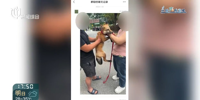 上海一小区惊见异宠！邻居担忧，主人淡定：“我认为它觉得自己是狗”