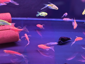 兔子耳朵断了还能长回来？科学家发现哺乳动物再生的隐藏开关