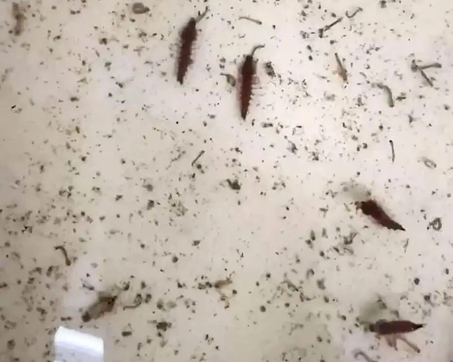 什么，蚊子也分早晚班？咬你的是哪班蚊子？