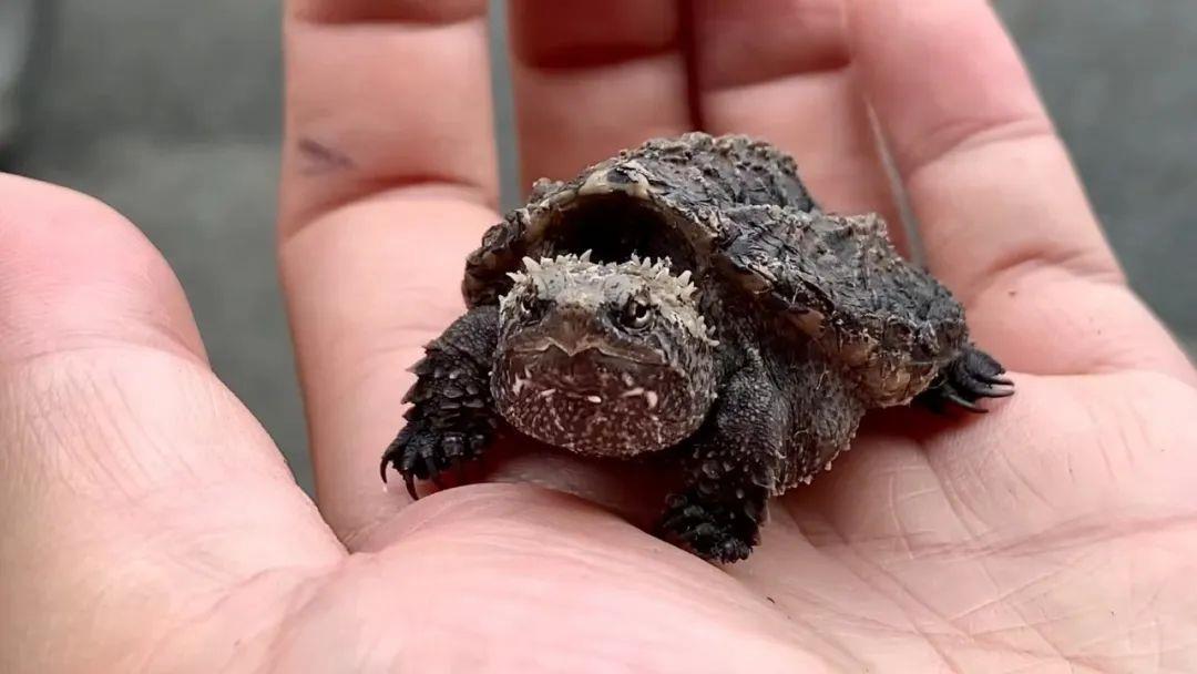 “异宠”可以宠 但不能随意宠！各类隐患需警惕