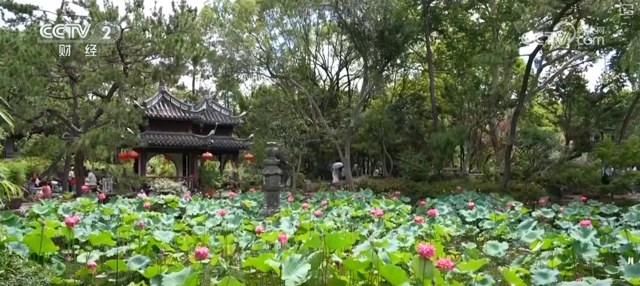 “荷”你一起淘“荷”趣 借助荷花夏日“经济账”看“荷经济”潜力 “荷”你一起淘“荷”趣 借助荷花夏日“经济账”看“荷经济”潜力