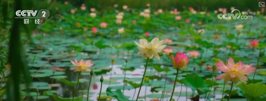 “荷”你一起淘“荷”趣 借助荷花夏日“经济账”看“荷经济”潜力 “荷”你一起淘“荷”趣 借助荷花夏日“经济账”看“荷经济”潜力