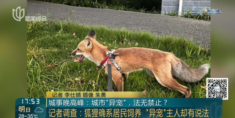上海一小区惊见异宠！邻居担忧，主人淡定：“我认为它觉得自己是狗”
