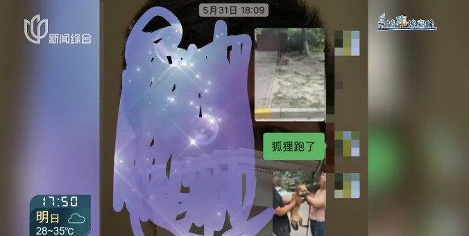 上海一小区惊见异宠！邻居担忧，主人淡定：“我认为它觉得自己是狗”