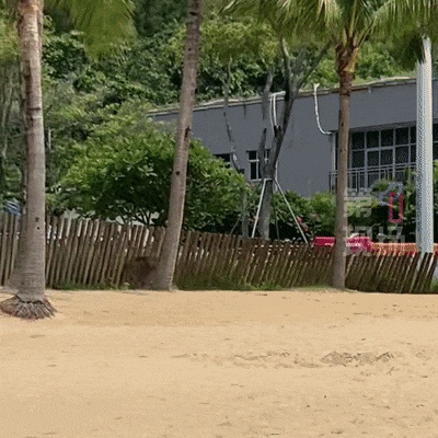 “没想到海里会有野猪!”女子被撞致骨折 “没想到海里会有野猪!”女子被撞致骨折