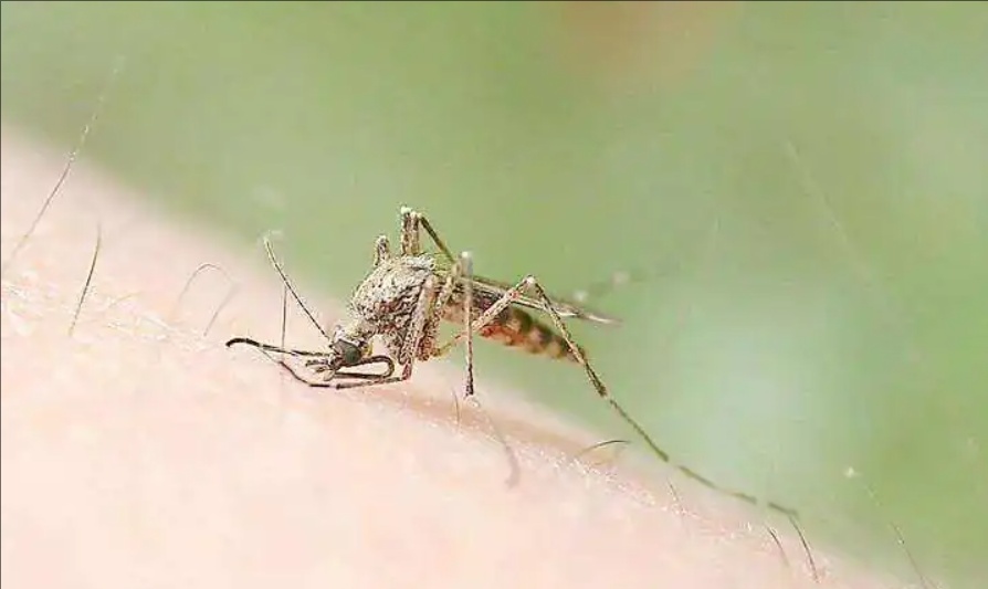 什么，蚊子也分早晚班？咬你的是哪班蚊子？