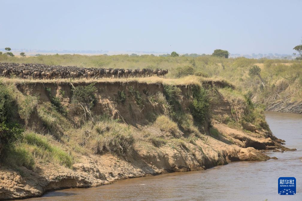 记者手记丨游客“围堵”角马渡河 马赛马拉保护区呼吁让路
