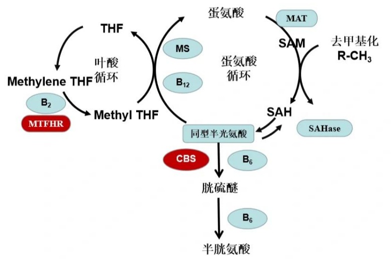 叶酸不是孕妇专属
