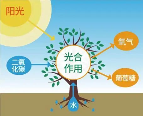 这种无花果树能把二氧化碳变成石头，果子还超好吃？