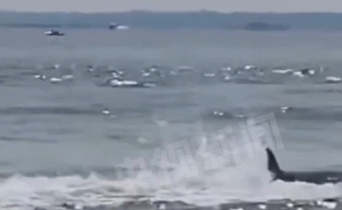 美国一鲸鱼与游船相撞，猛烈挣扎后死亡！船上一名女子落水，并未受伤