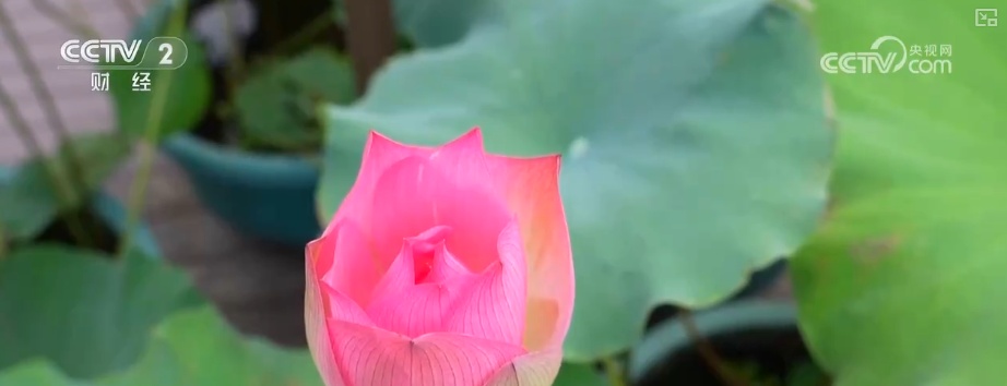 “荷”你一起淘“荷”趣 借助荷花夏日“经济账”看“荷经济”潜力 “荷”你一起淘“荷”趣 借助荷花夏日“经济账”看“荷经济”潜力