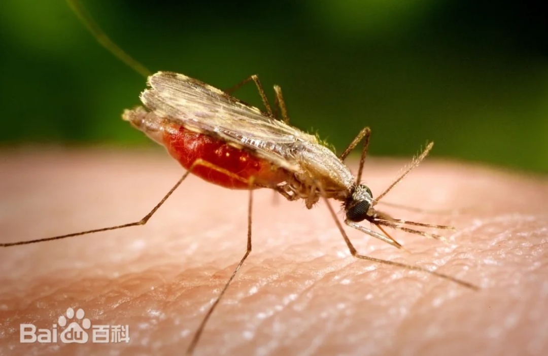 什么，蚊子也分早晚班？咬你的是哪班蚊子？