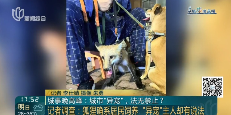 上海一小区惊见异宠！邻居担忧，主人淡定：“我认为它觉得自己是狗”