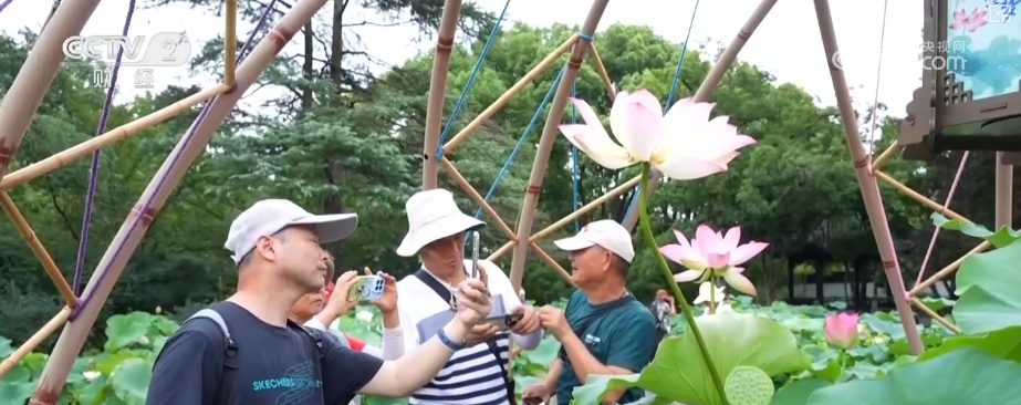 “荷”你一起淘“荷”趣 借助荷花夏日“经济账”看“荷经济”潜力 “荷”你一起淘“荷”趣 借助荷花夏日“经济账”看“荷经济”潜力
