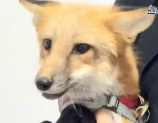 太吓人!上海小区突然有狐狸“乱窜”?主人很淡定:它和狗差不多…相关部门回应 太吓人!上海小区突然有狐狸“乱窜”?主人很淡定:它和狗差不多…相关部门回应