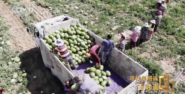“母亲这一辈子，心里最爱的就是她的瓜！”