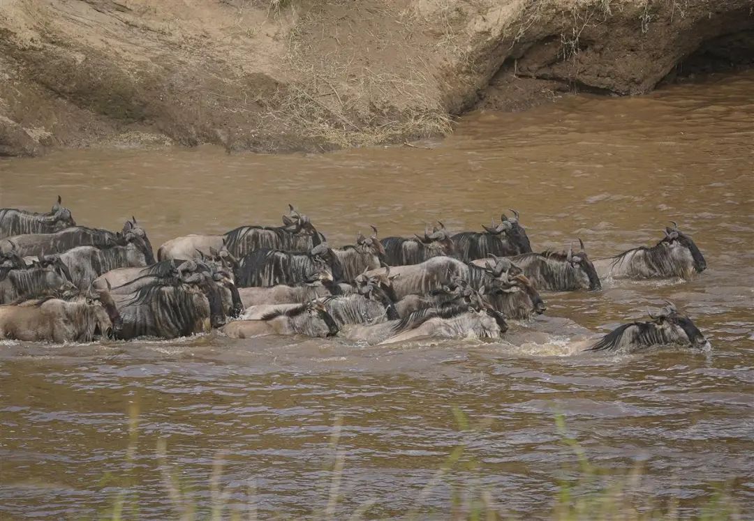 非洲动物大迁徙通道遭游客阻塞，导致角马无法过河甚至受惊摔伤