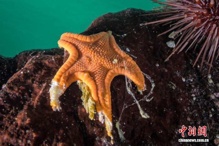 造成数十亿海星死亡的“凶手”是谁?国际最新研究鉴定出一种细菌 造成数十亿海星死亡的“凶手”是谁?国际最新研究鉴定出一种细菌