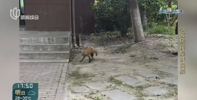 太吓人!上海小区突然有狐狸“乱窜”?主人很淡定:它和狗差不多…相关部门回应 太吓人!上海小区突然有狐狸“乱窜”?主人很淡定:它和狗差不多…相关部门回应