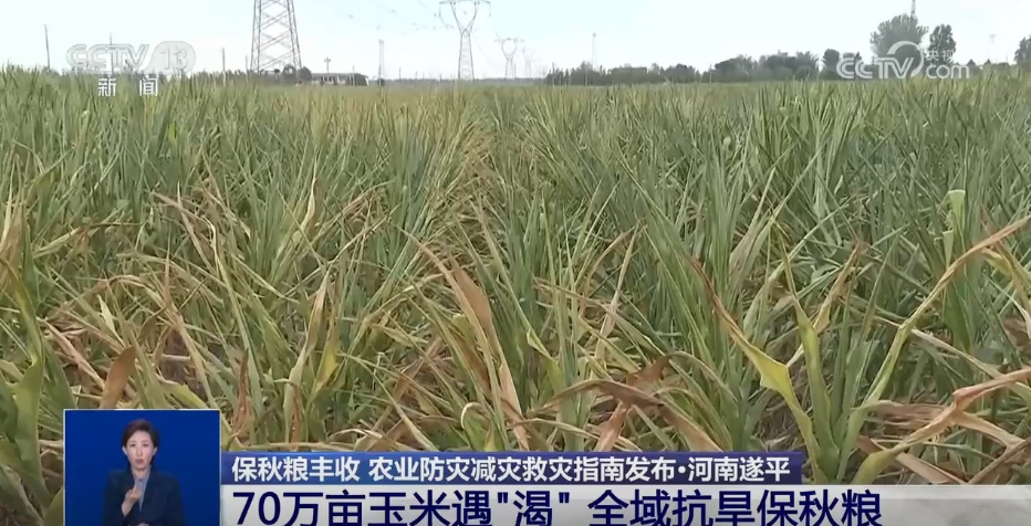战旱情、保秋收 多部门多管齐下守护粮食安全