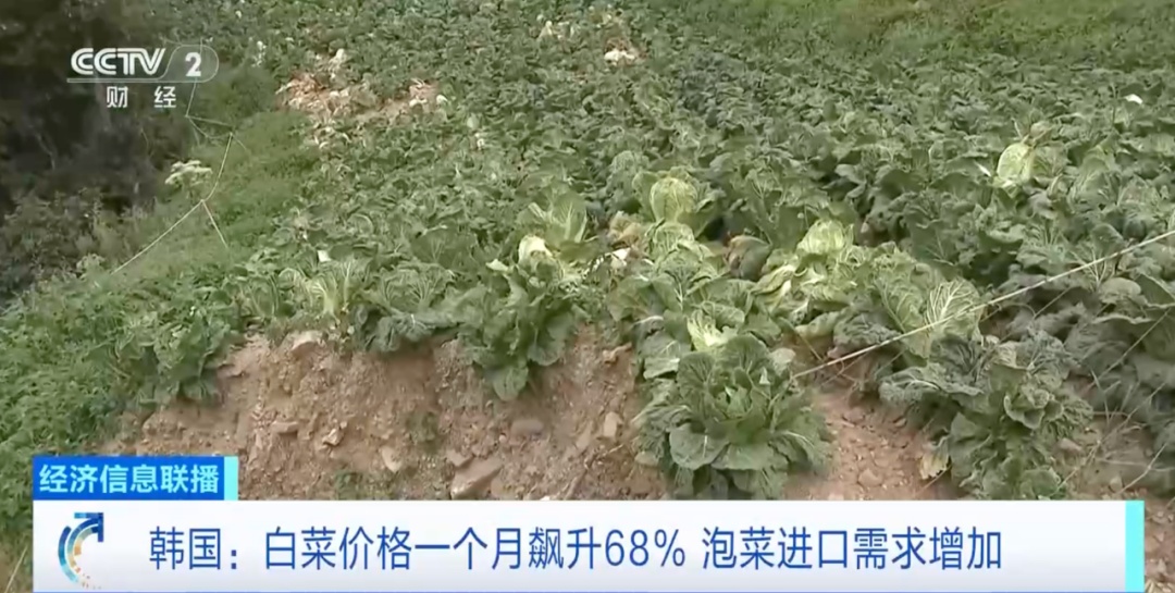 韩国，白菜价格飙涨！