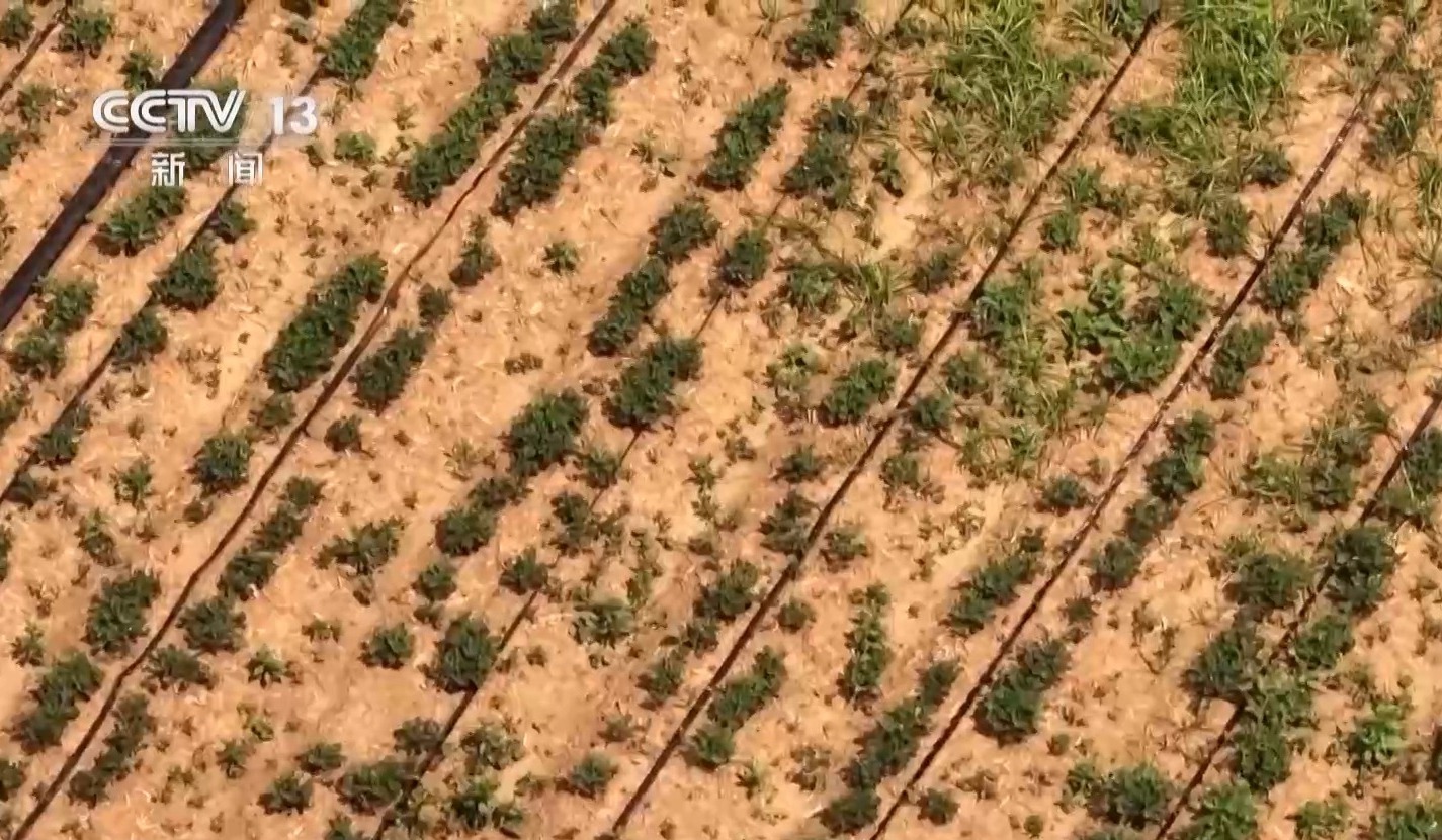 河南7月平均气温破64年最高纪录 农业生活用水是否被影响?何时缓解? 河南7月平均气温破64年最高纪录 农业生活用水是否被影响?何时缓解?