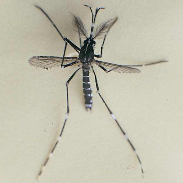 动起来！室内外所有蚊虫孳生地，7招快速清除→