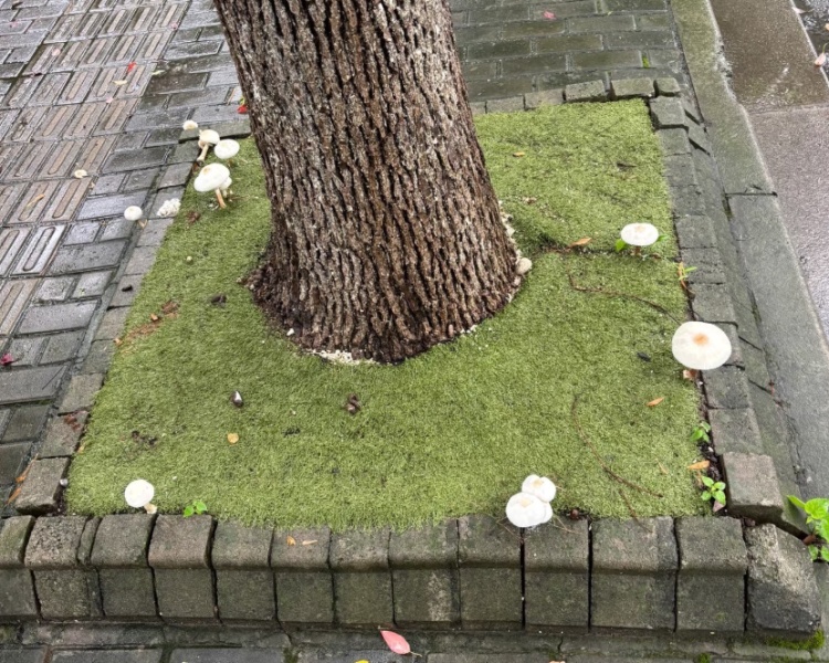上海街头绿化带长出成片白蘑菇，绿化局：不能采食，吃了白杆杆容易“躺板板”