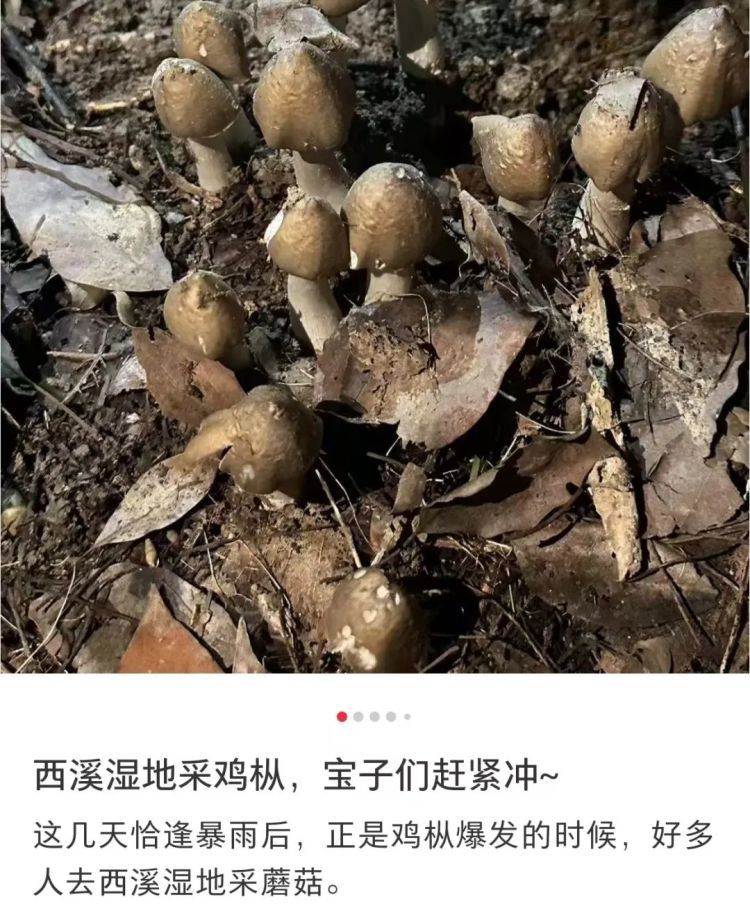 不少人凌晨出动，捡到停不下来！男子跟风尝鲜，吃了大苦头