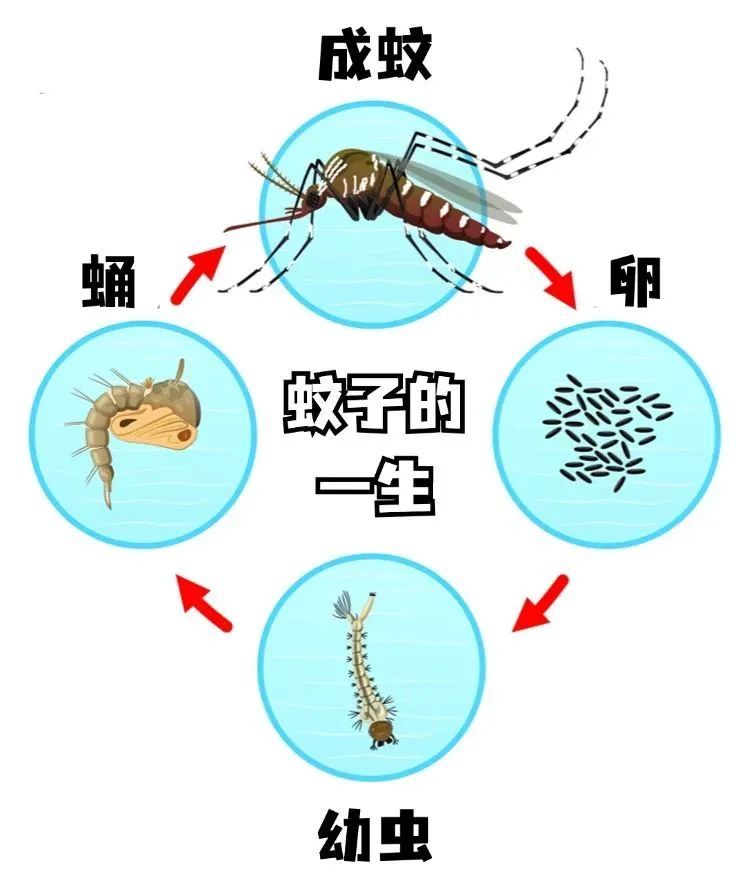 动起来！室内外所有蚊虫孳生地，7招快速清除→