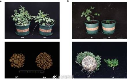 难怪吃薯条要蘸番茄酱!原来土豆的妈妈是番茄 难怪吃薯条要蘸番茄酱!原来土豆的妈妈是番茄