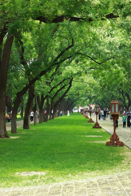 北京的槐花怎么又开了？揭秘——