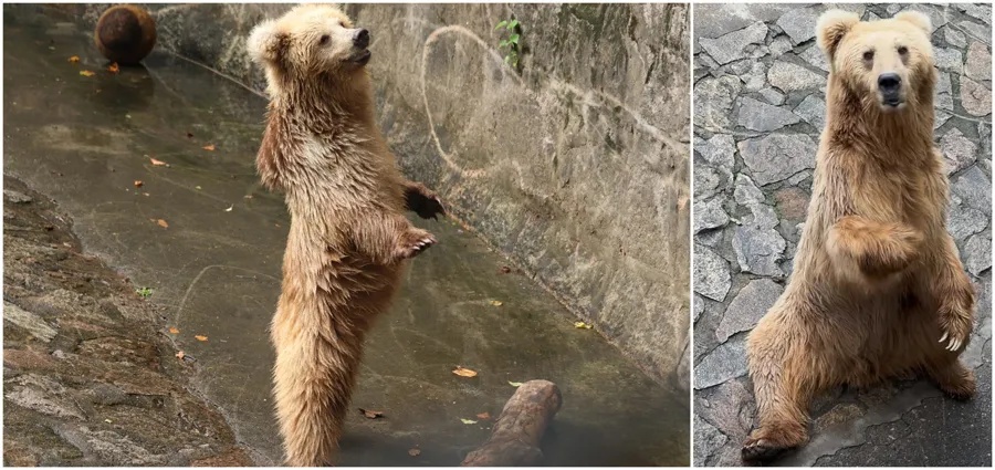 不是爱，是“害”！上海动物园“顶流网红”频遭投喂，甚至还被喂了干燥剂？