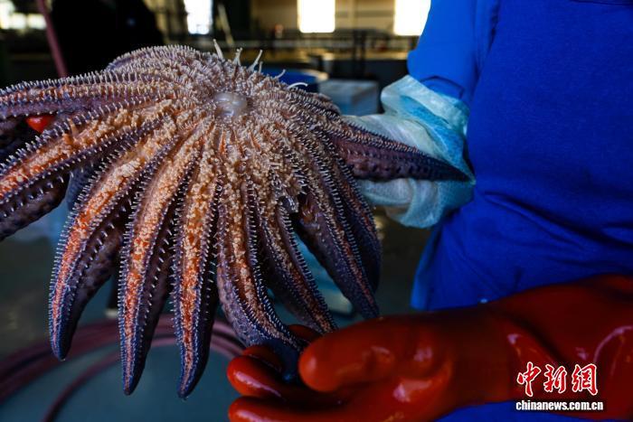 造成数十亿海星死亡的“凶手”是谁?国际最新研究鉴定出一种细菌 造成数十亿海星死亡的“凶手”是谁?国际最新研究鉴定出一种细菌