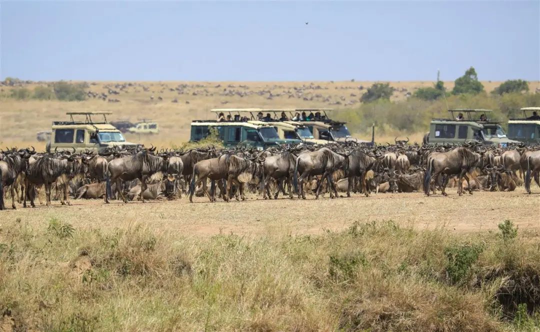 非洲动物大迁徙通道遭游客阻塞，导致角马无法过河甚至受惊摔伤