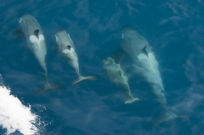 野生杀人鲸要成精！爱给人类投喂食物，还会与人相互推辞