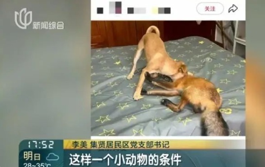 太吓人!上海小区突然有狐狸“乱窜”?主人很淡定:它和狗差不多…相关部门回应 太吓人!上海小区突然有狐狸“乱窜”?主人很淡定:它和狗差不多…相关部门回应