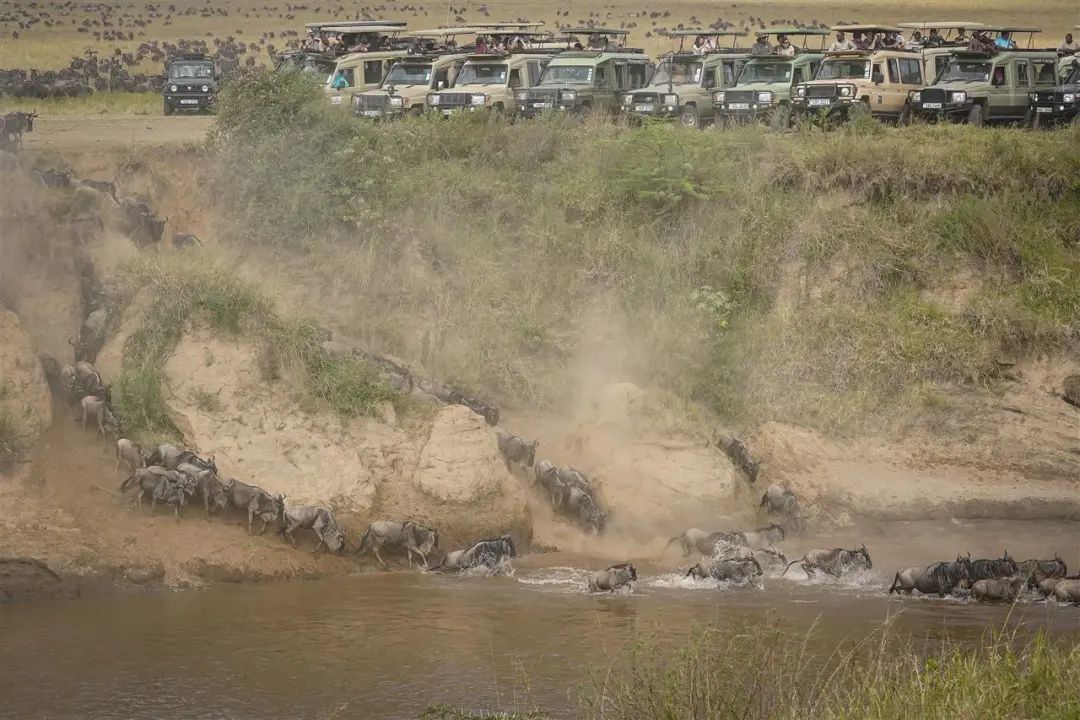 非洲动物大迁徙通道遭游客阻塞，导致角马无法过河甚至受惊摔伤