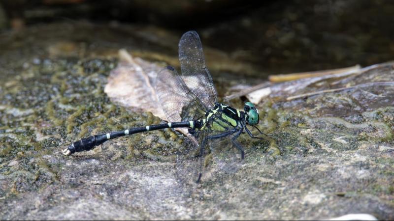 江西桃红岭梅花鹿国家级保护区发现珍稀物种扭尾曦春蜓