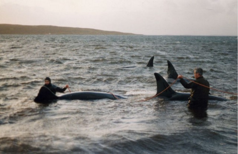 野生杀人鲸要成精！爱给人类投喂食物，还会与人相互推辞
