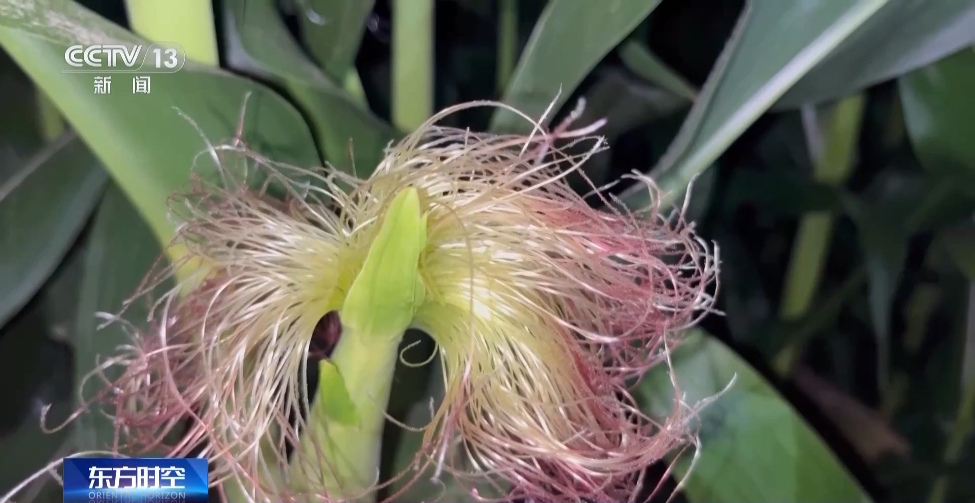 河南7月平均气温破64年最高纪录 农业生活用水是否被影响?何时缓解? 河南7月平均气温破64年最高纪录 农业生活用水是否被影响?何时缓解?