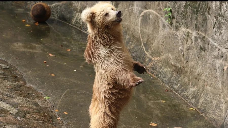 不是爱，是“害”！上海动物园“顶流网红”频遭投喂，甚至还被喂了干燥剂？