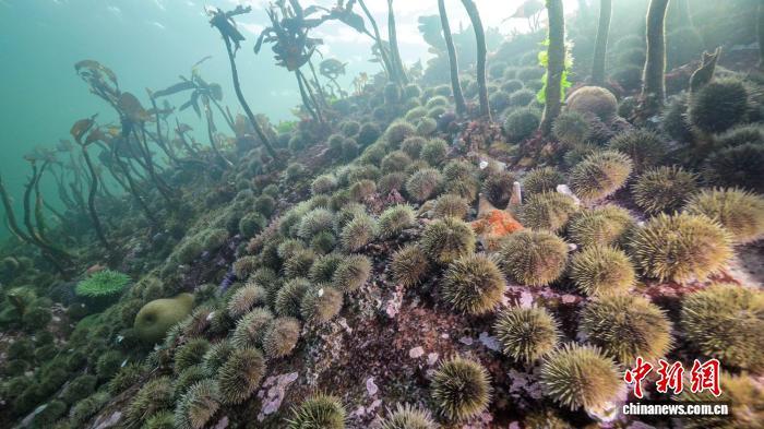 造成数十亿海星死亡的“凶手”是谁?国际最新研究鉴定出一种细菌 造成数十亿海星死亡的“凶手”是谁?国际最新研究鉴定出一种细菌